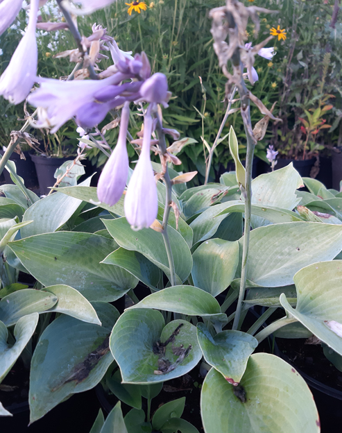 Hosta tardiana `MR Veranda`